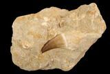 Mosasaur (Prognathodon) Tooth In Rock #91247-1